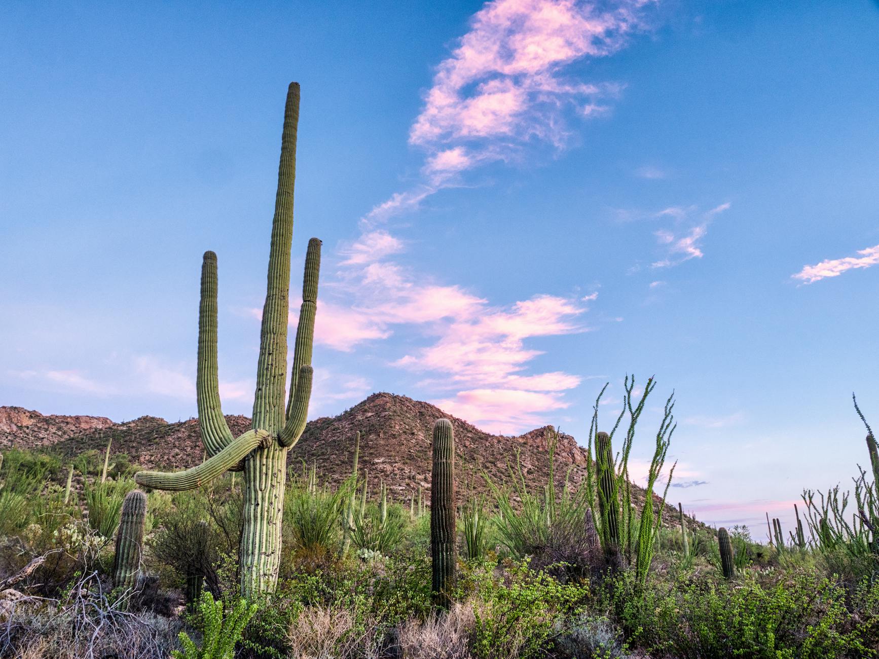 Explore the stunning Arizona desert landscape with towering saguaro cacti under a bright blue sky.